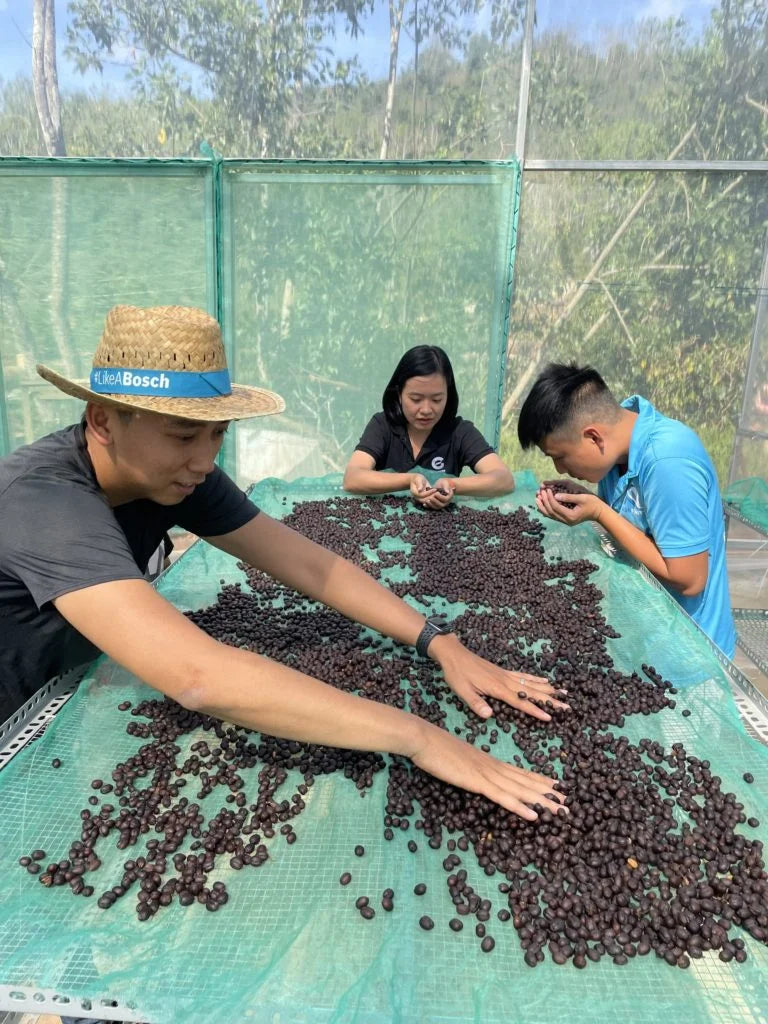 Gia Lai Fine Robusta