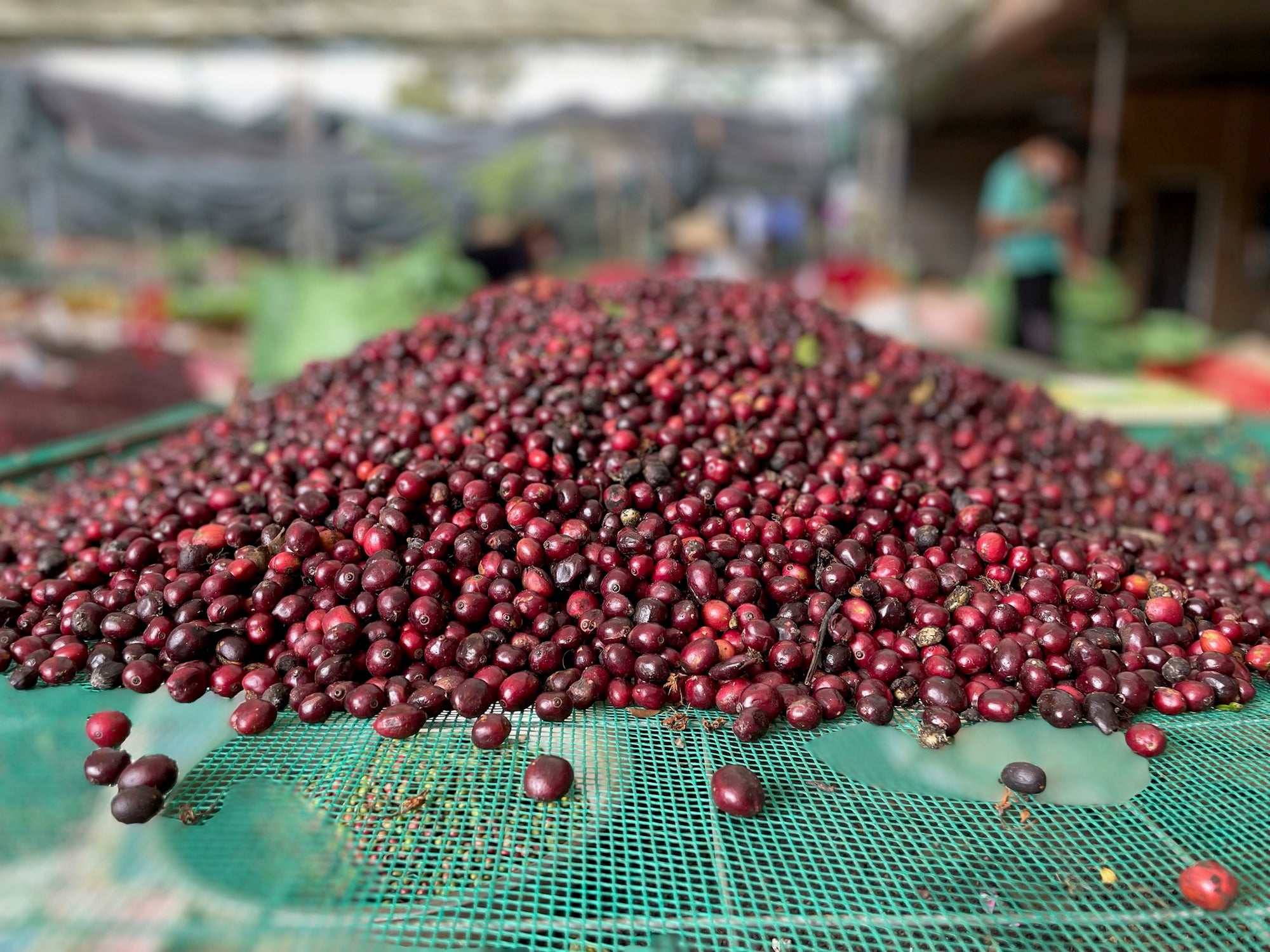 Lâm Đồng Arabica
