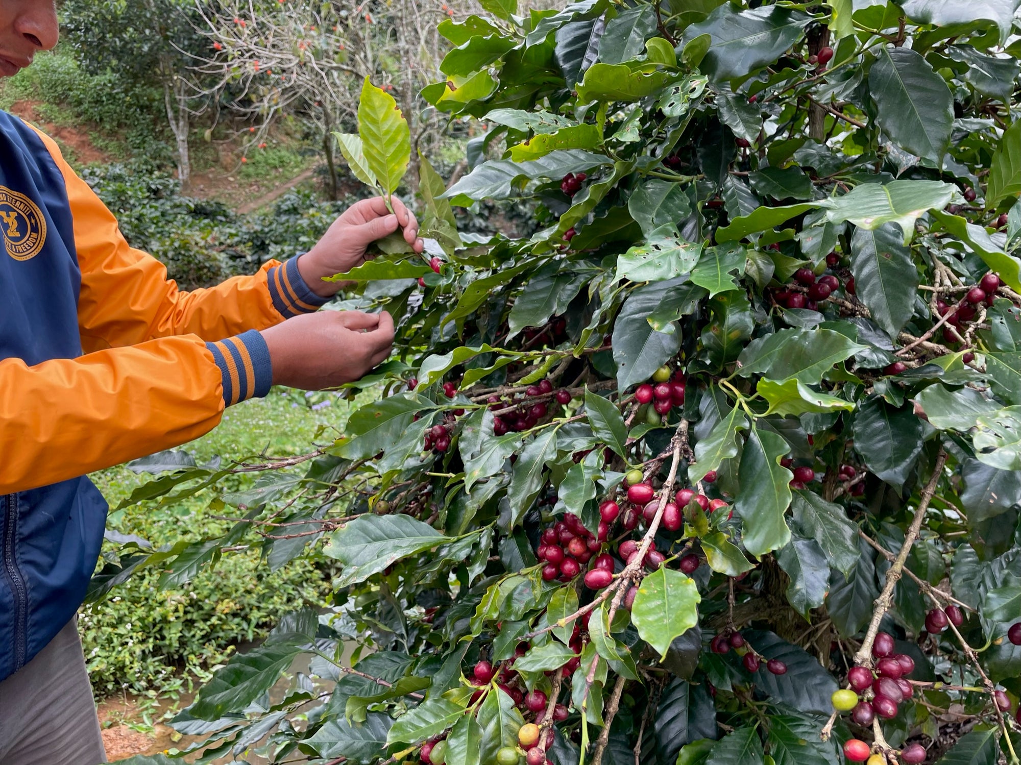 Lâm Đồng Arabica