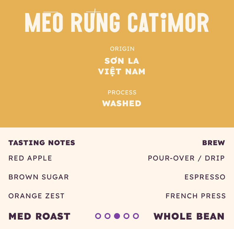 Mèo Rừng Catimor