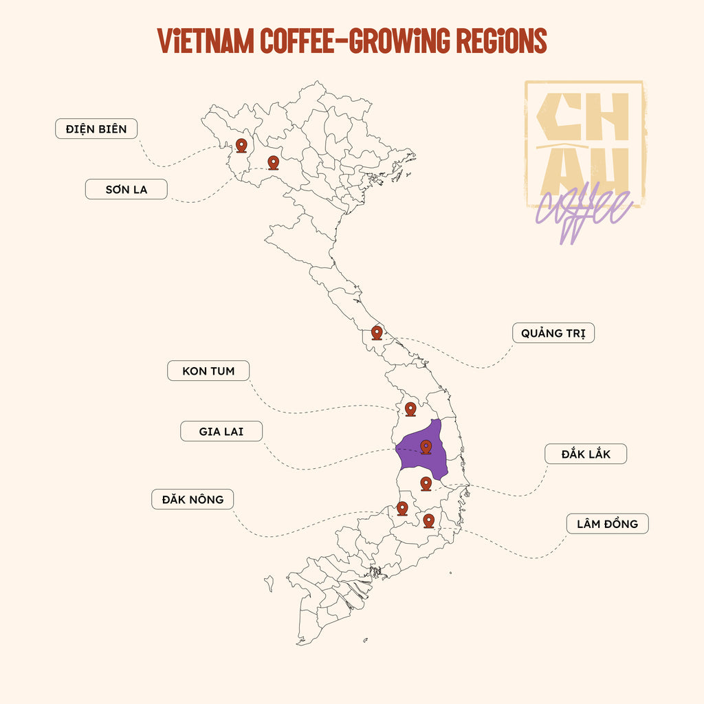Gia Lai Fine Robusta