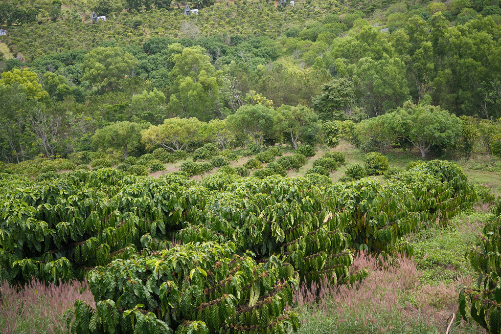 Bui Coffee Supply Robusta