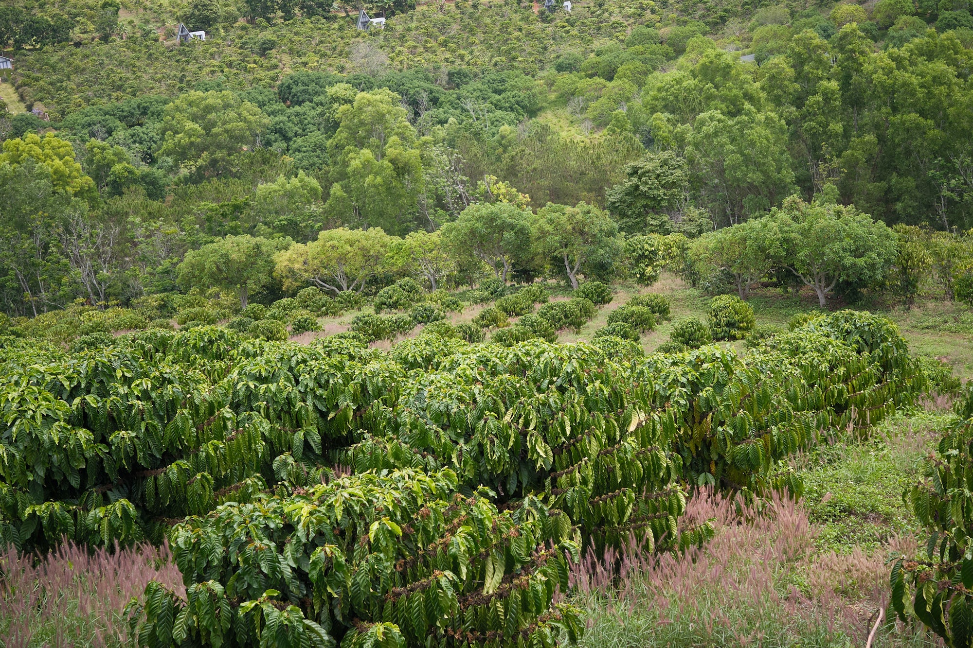 Bui Coffee Supply Robusta