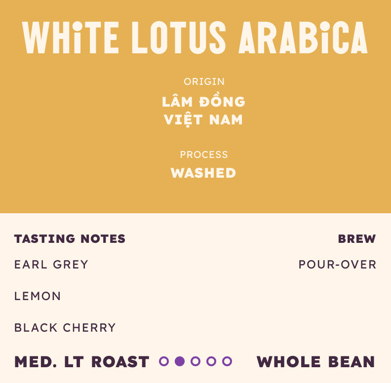 White Lotus Arabica